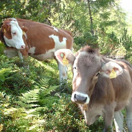 Apartament Haus Gavlik